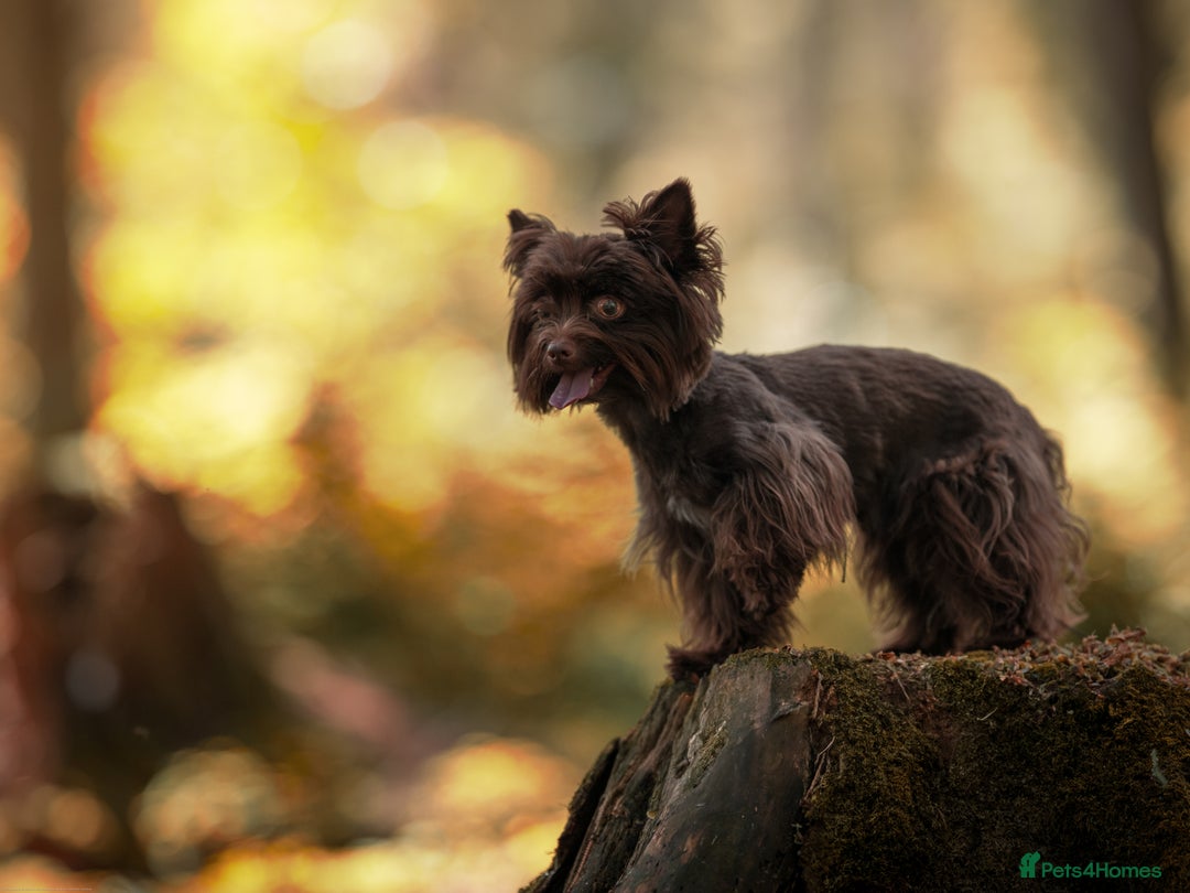Yorkshire Terrier dogs for stud: Chocolate Yorkshire terrier for stud - Image 2