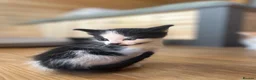 Mixed Breed cats for sale: Healthy Domestic Housecats, Father Unknown - Advert 12