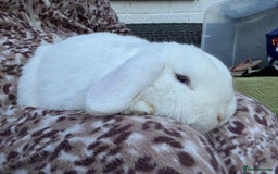 Mini Lop rabbits for sale: White mini lop  - Image 3