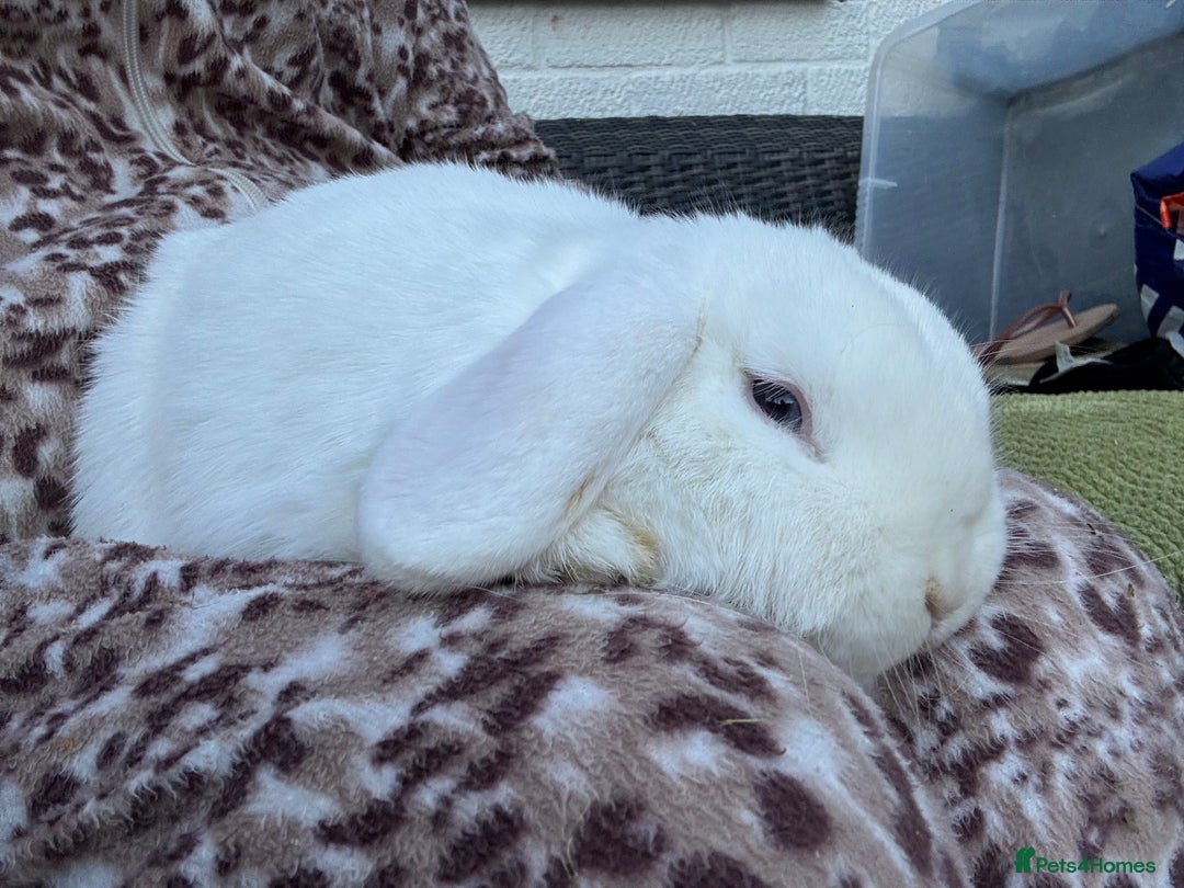 Mini Lop rabbits for sale: White mini lop  - Image 3