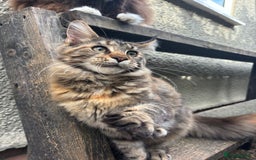 Maine Coon cats for sale: Pure Maine Coon kittens ready now - Image 8
