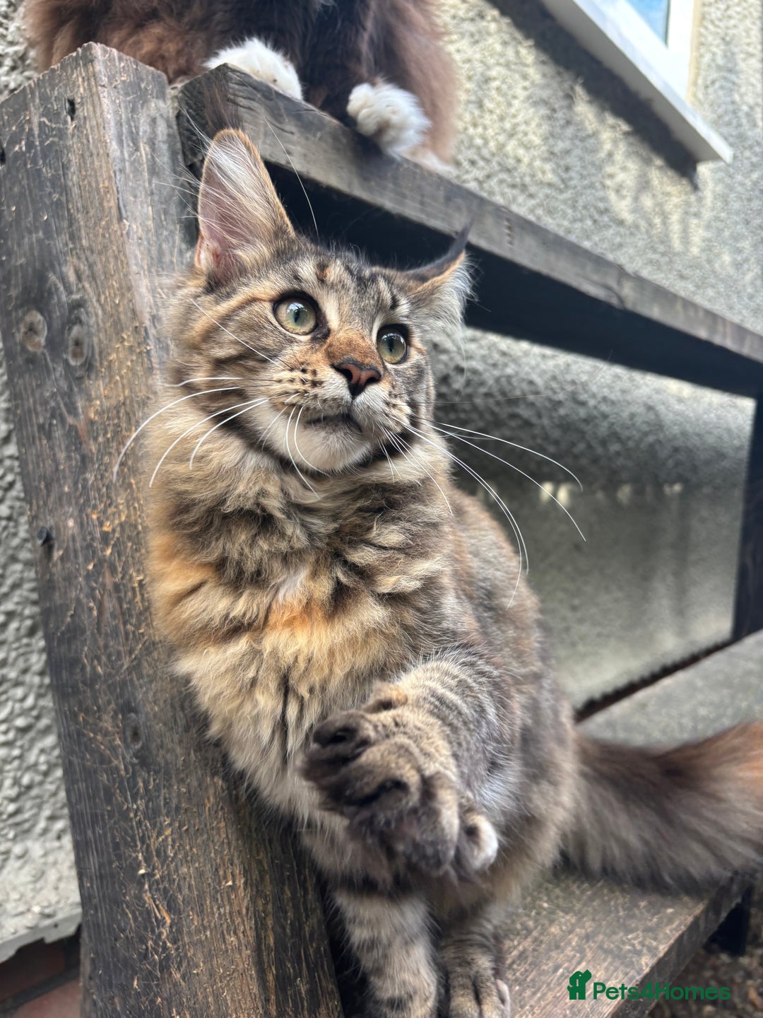 Maine Coon cats for sale: Pure Maine Coon kittens ready now - Image 8
