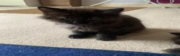 Ragdoll cats for sale: 2 Female ragdoll cats and 3 kittens-relisted - Advert 5
