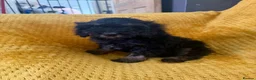 Cockapoo dogs for sale: Cockapoo puppies - Advert 14