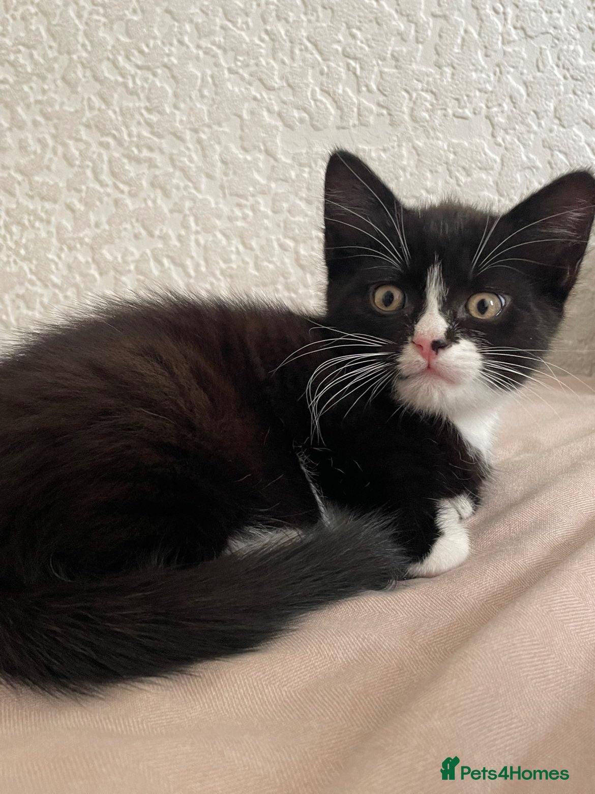 Mixed Breed cats 2 kittens for sale  - Advert 1