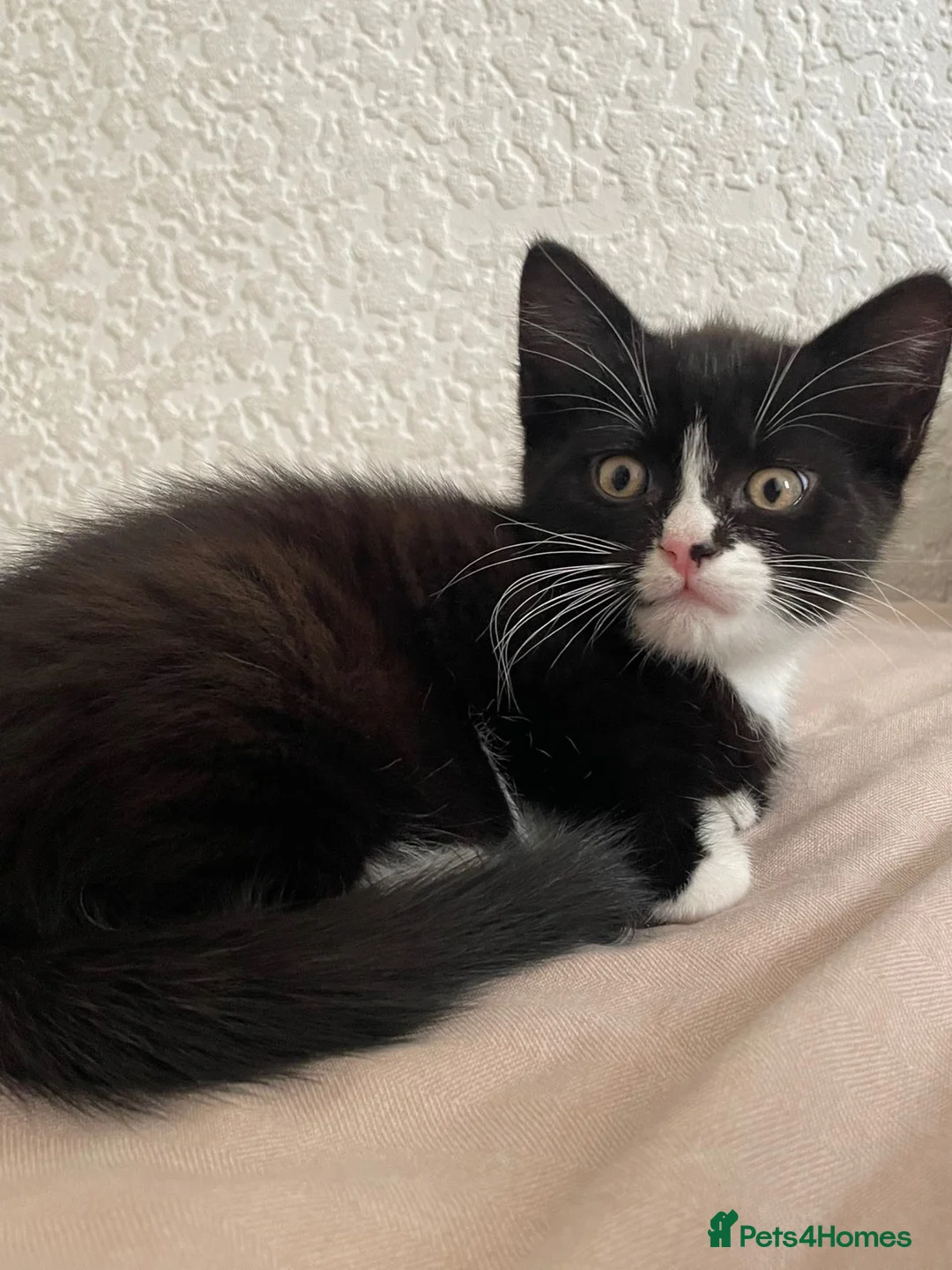 Mixed Breed cats for sale: 2 kittens for sale  in Manchester - Advert 1