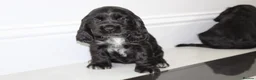 Cocker Spaniel dogs for sale: Beautiful KC Registered Show-Type Puppies - Advert 18