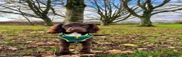 Cocker Spaniel dogs for stud: Cocker Spaniel for Stud  - Advert 2