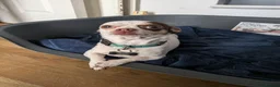 Chihuahua dogs for sale: Apple Head Chihuahua - Advert 6