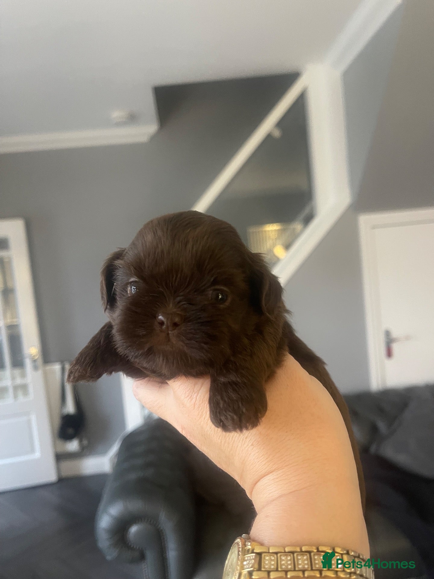 Shih Tzu dogs Imperial shih tzu puppies  - Advert 2