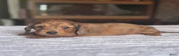 Miniature Dachshund dogs for sale: Beautiful long hairs mini dachunds  - Advert 3