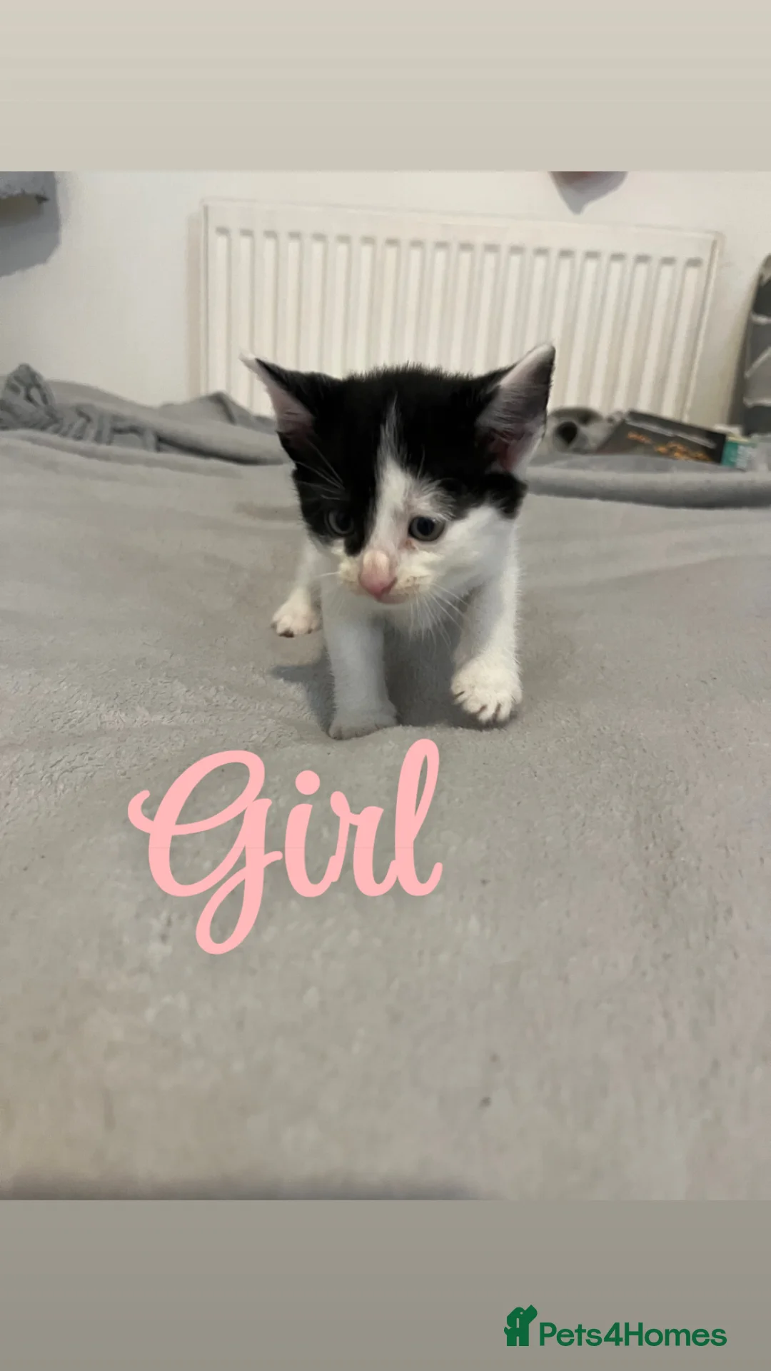 Mixed Breed cats for sale: beautiful kittens carrying british shorthair gene - Advert 8