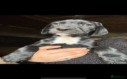 Mixed Breed dogs for sale: Beautiful litter of puppies. Mixed breeds❤️ - Image 20