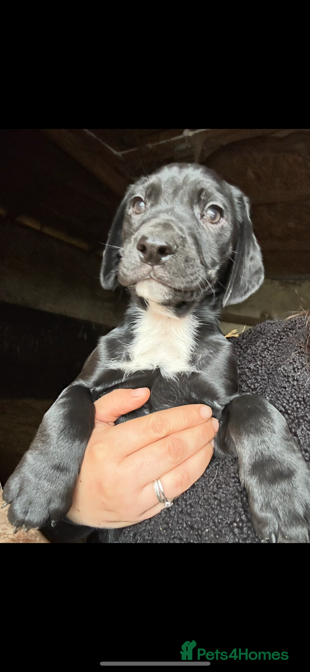 Mixed Breed dogs for sale: Beautiful litter of puppies. Mixed breeds❤️ - Image 20