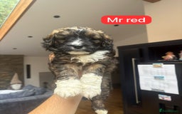 Mixed Breed dogs for sale: Outstanding Saint Bernadoodle Puppies  - Image 14
