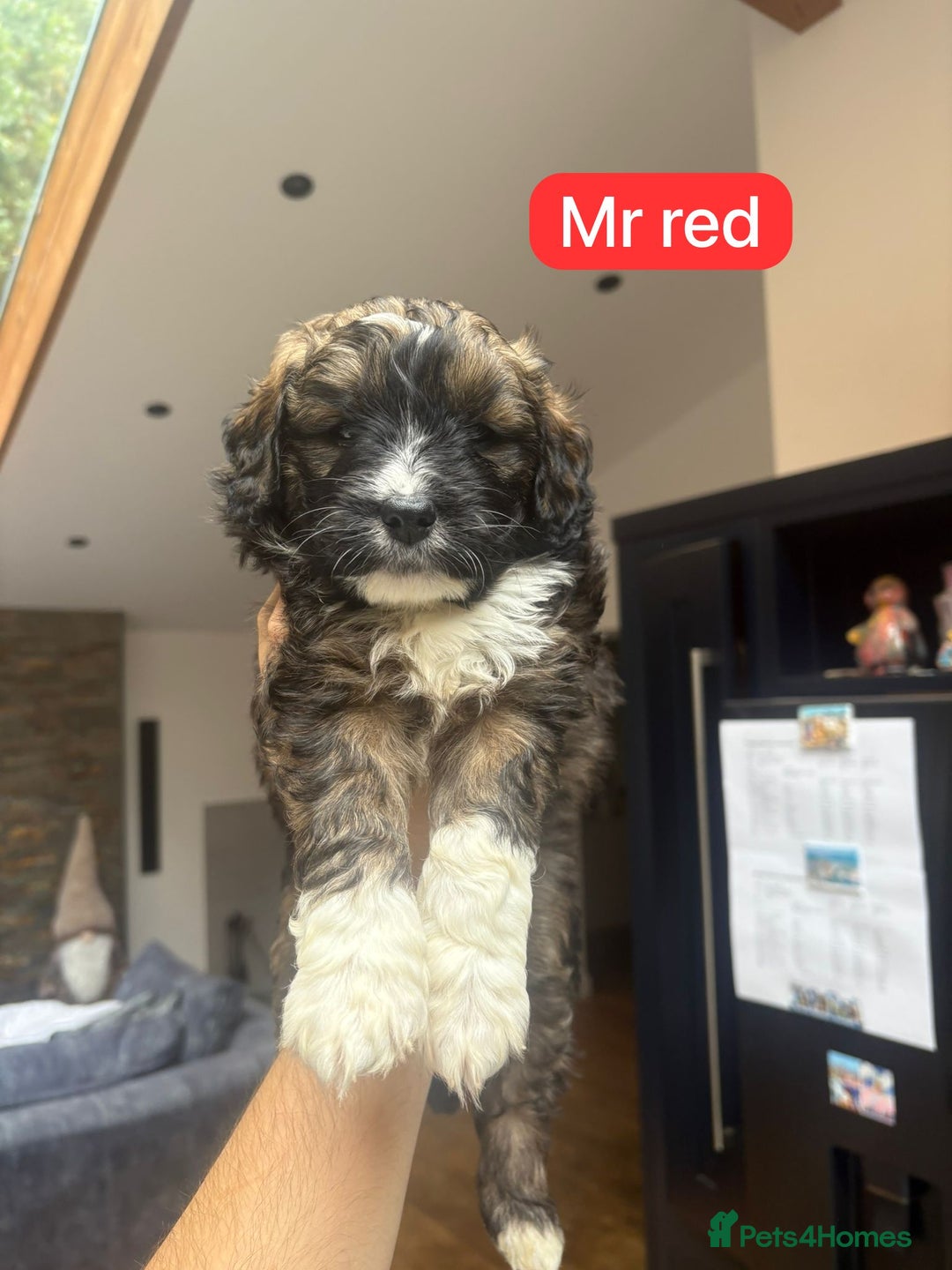 Mixed Breed dogs for sale: Outstanding Saint Bernadoodle Puppies  - Image 14