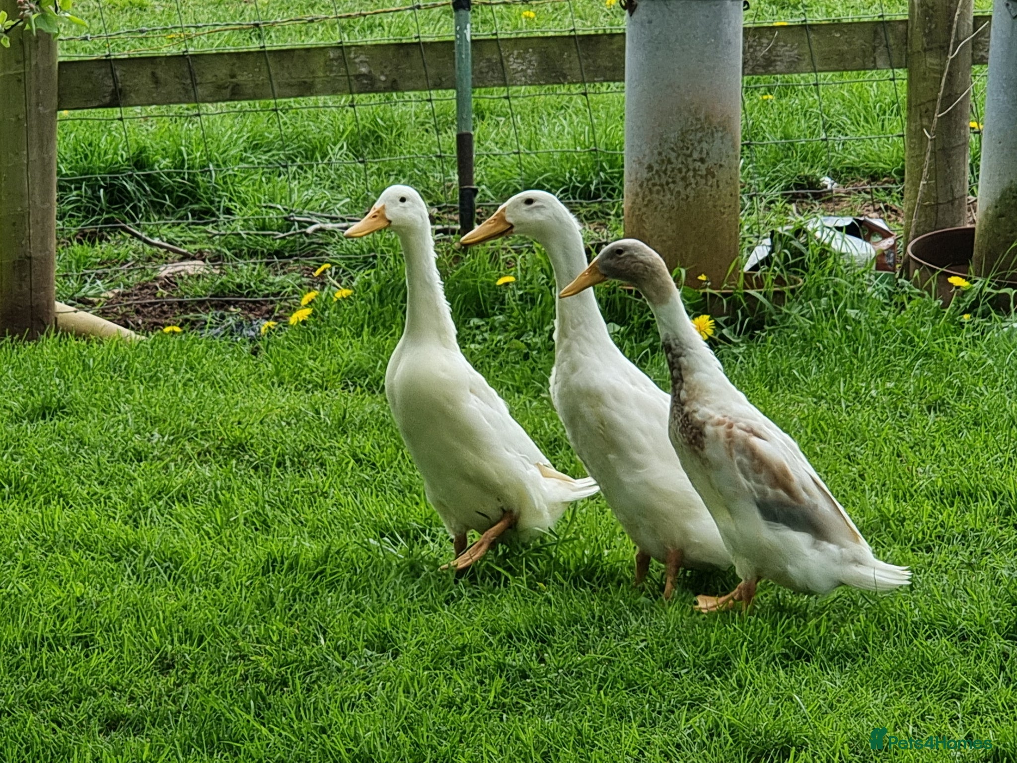 Ducks poultry Indian runner ducks - Advert 5