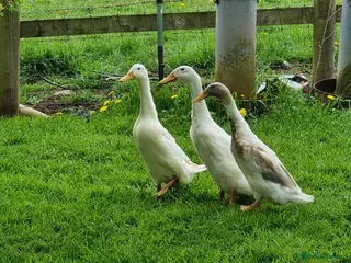 Ducks poultry Indian runner ducks - Advert 10