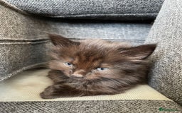 Norwegian Forest Cat cats for sale: Norwegian Forest Kittens - Image 4