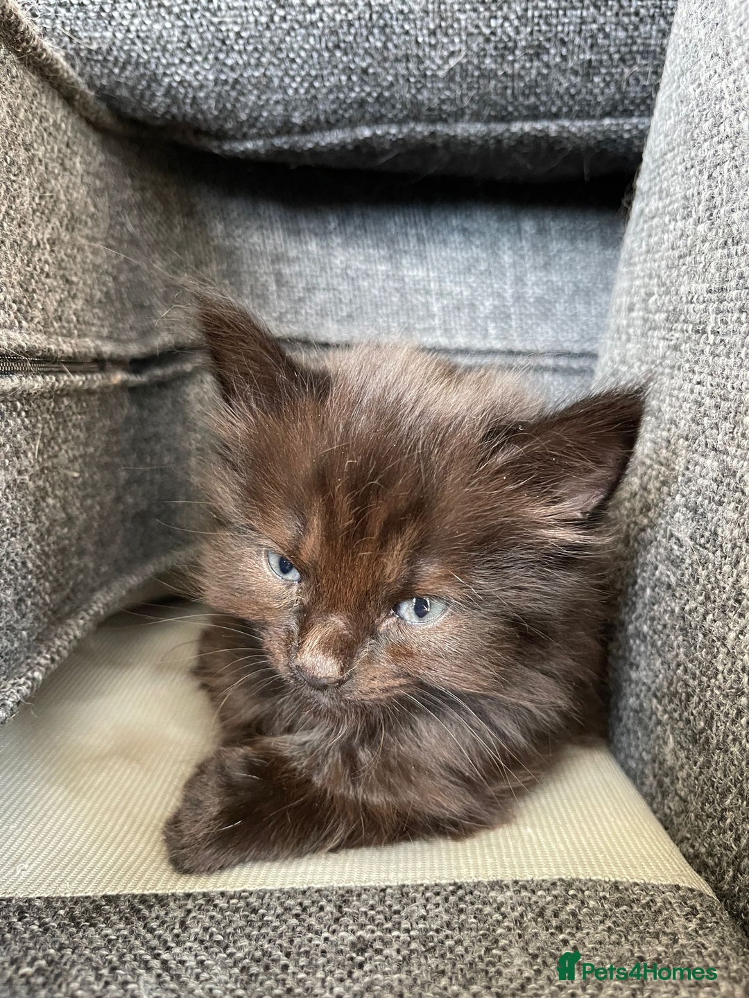 Norwegian Forest Cat cats for sale: Norwegian Forest Kittens - Image 4