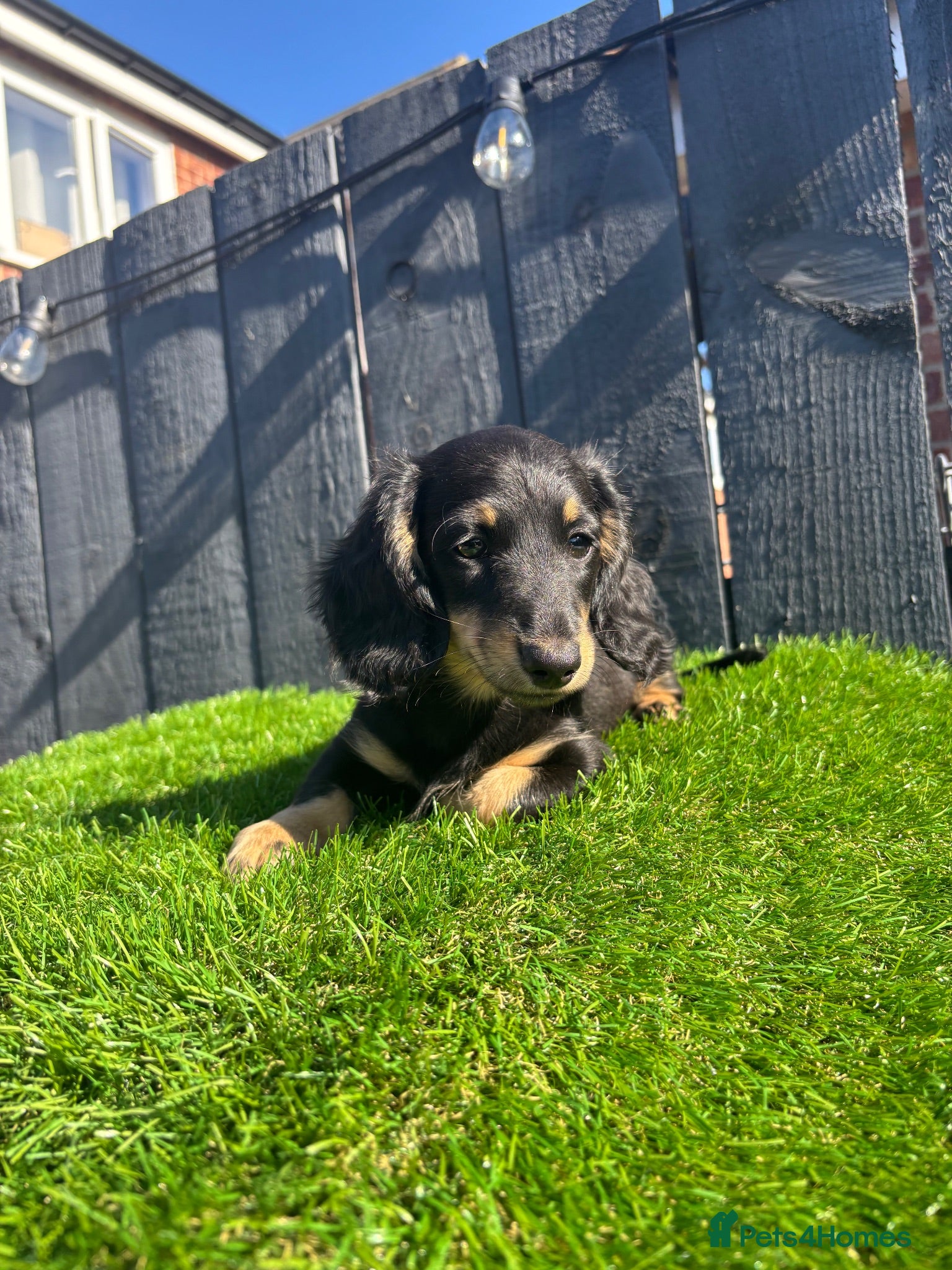 Miniature Dachshund dogs 🐾KC registered long-haired miniature dachshund 🐾 - Advert 17
