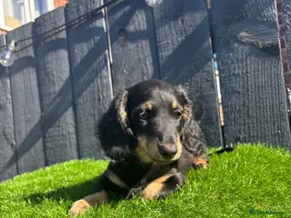 Miniature Dachshund dogs 🐾KC registered long-haired miniature dachshund 🐾 - Advert 17