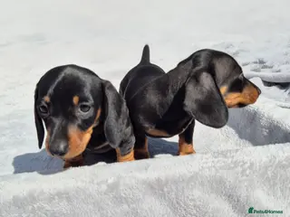 Miniature Dachshund dogs Stunning KC Reg, PRA Clear dachshund pupies - Advert 1