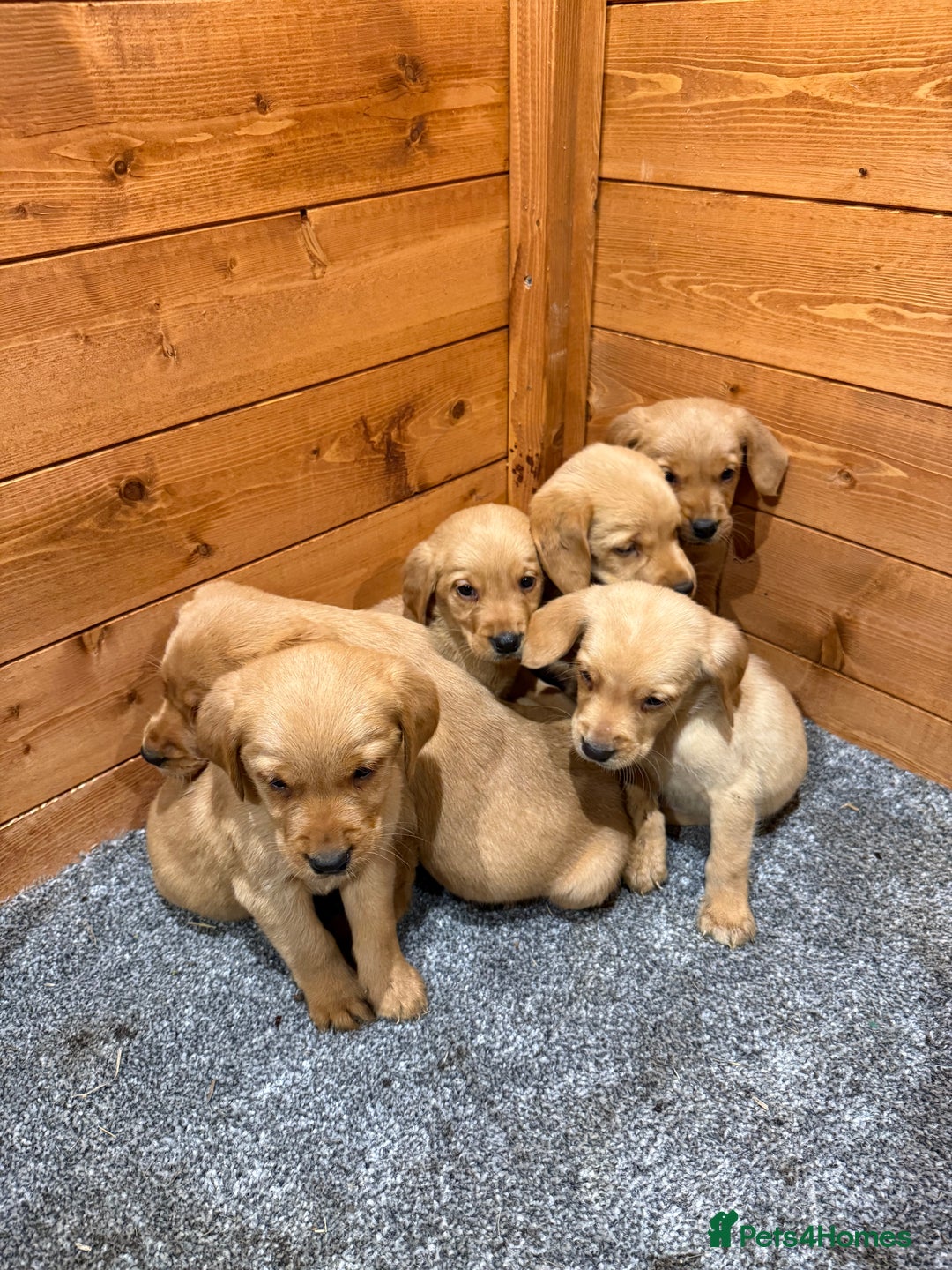 Goldador dogs for sale: Fox red goldadors  - Advert 4