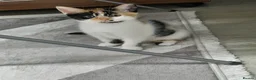 British Shorthair cats for sale: 2 Kittens  - Advert 3