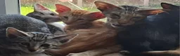 Oriental cats for sale: Beautiful Oriental Cross kittens - Advert 2