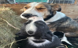 Border Collie dogs for sale: For sale 6 beautiful border collie puppies  - Image 4