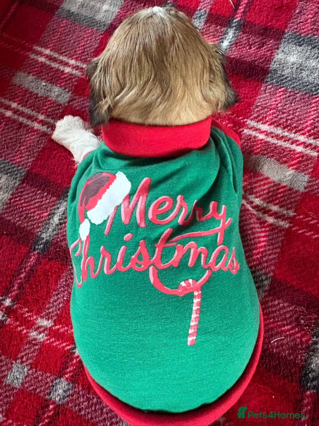 Shih Tzu dogs for sale: Adorable puppies  - Advert 22