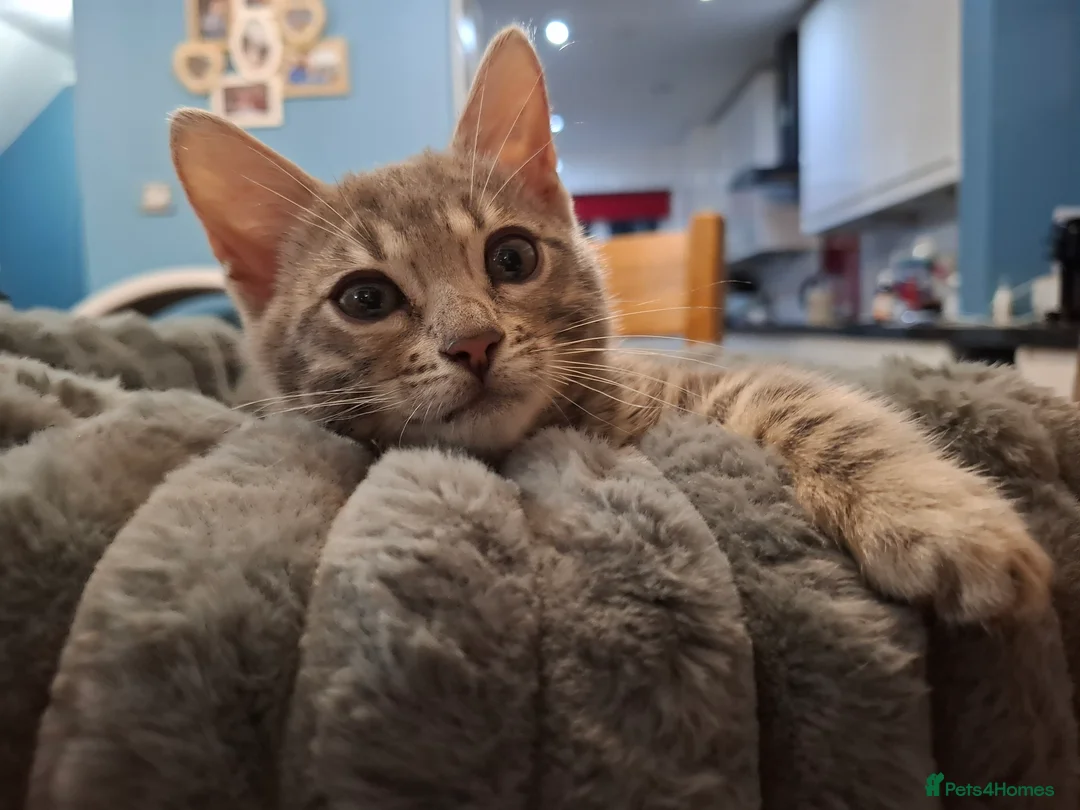 Bengal cats for sale: Stunning Blue pure bengal kittens - Advert 38