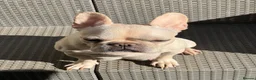French Bulldog dogs for sale: KC French Bulldog Puppies Lilac, Black Tan, Fawn - Advert 2
