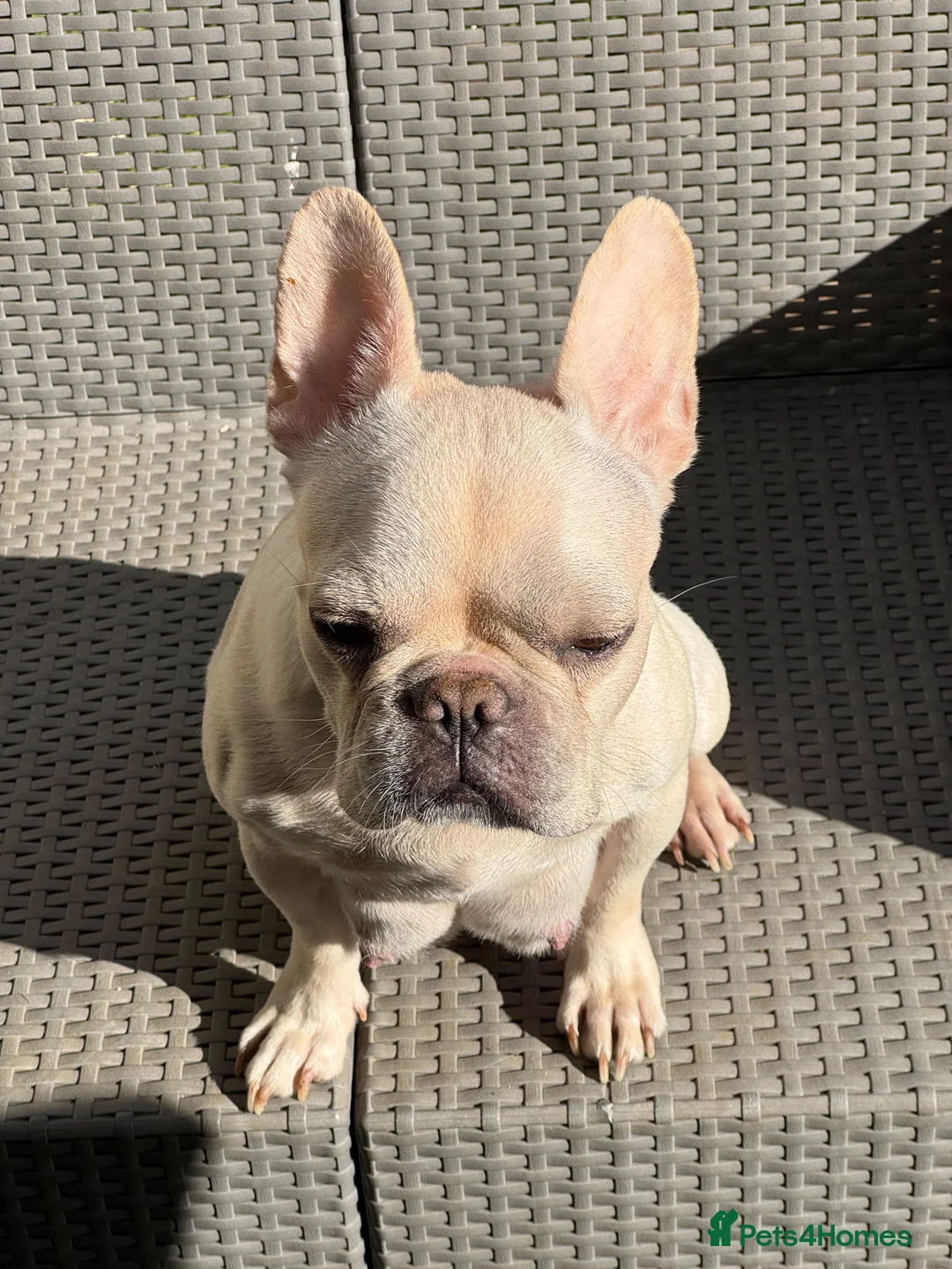 French Bulldog dogs for sale: KC French Bulldog Puppies Lilac, Black Tan, Fawn - Advert 2
