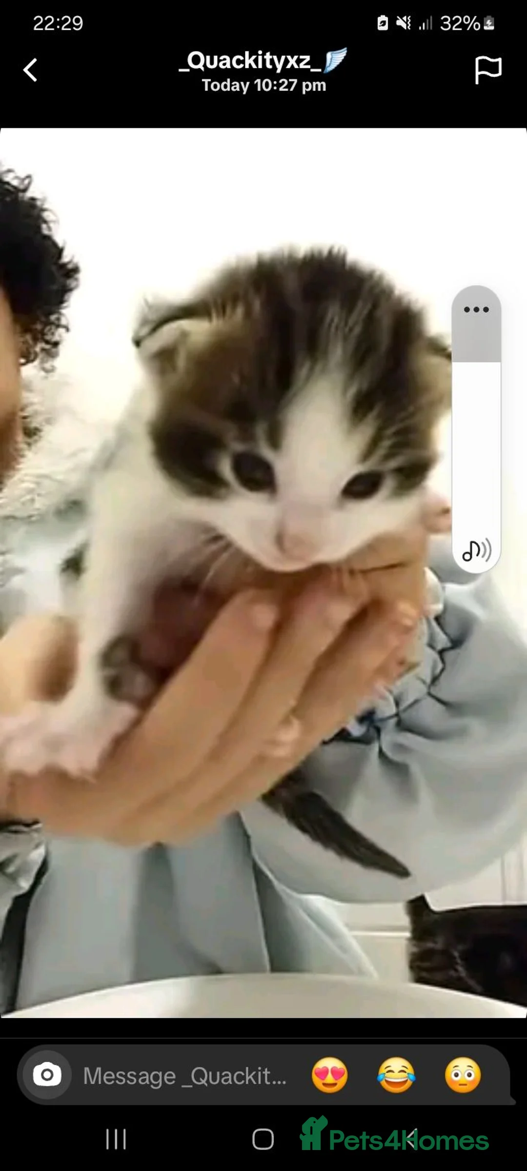 Mixed Breed cats for sale: Malee - Advert 2