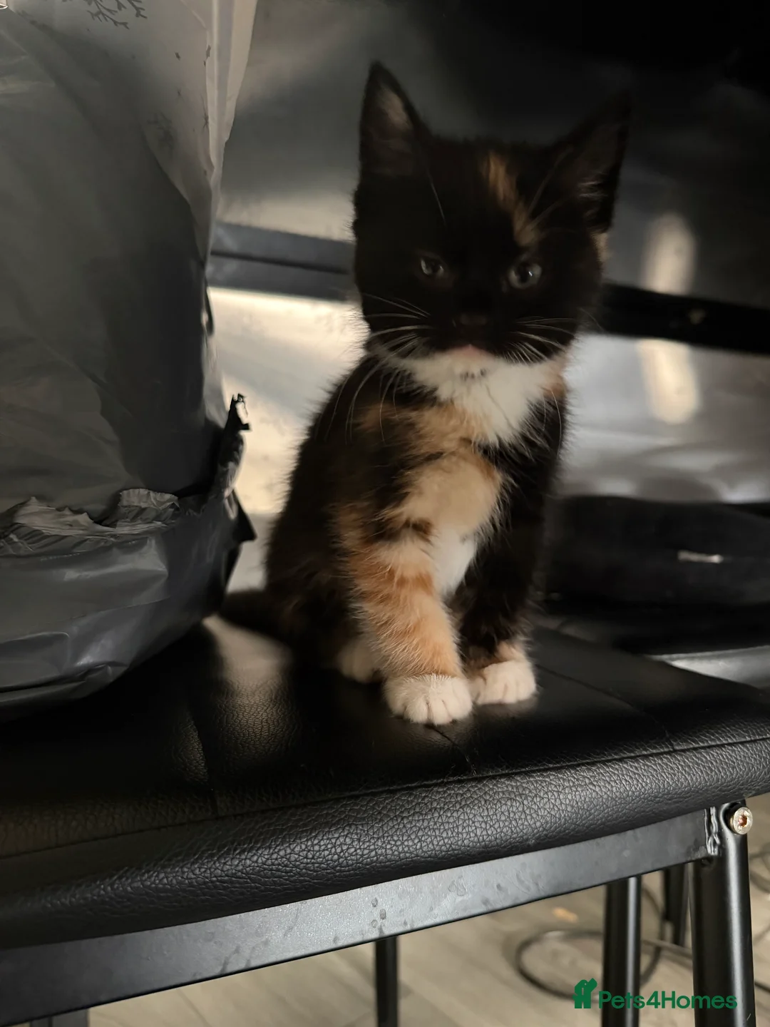 Mixed Breed cats for sale: 2 Kittens - Advert 4
