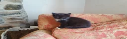 Mixed Breed cats for sale: Beautiful female kitten  - Advert 12