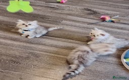 Persian cats for sale: Gorgeous Persian chinchilla  - Image 3