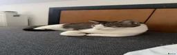 Mixed Breed cats for sale: Adorable Young Kittens Looking for Loving Homes  - Advert 1