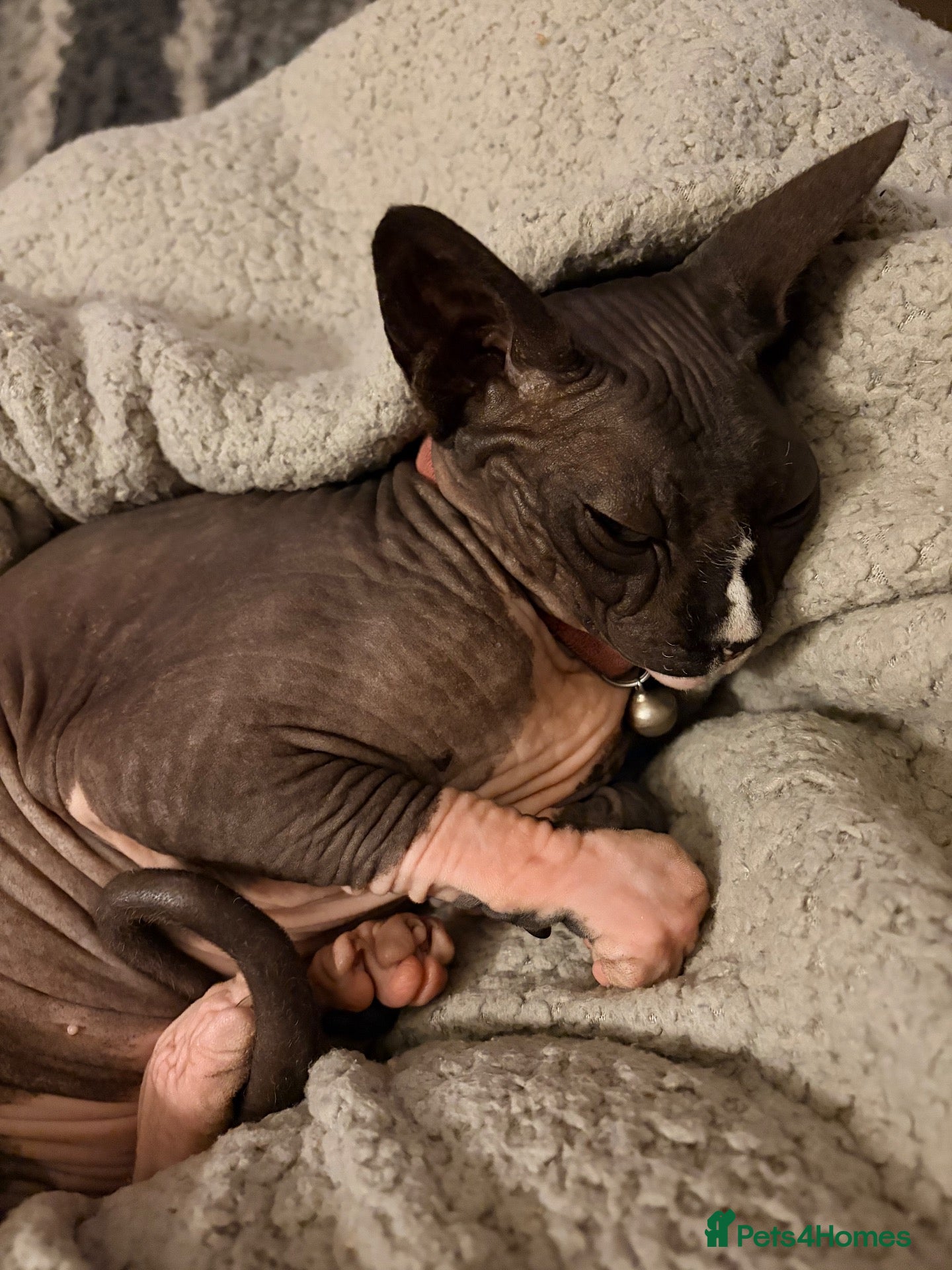 Sphynx cats Sad rehoming of our Sphynx cat  - Advert 1