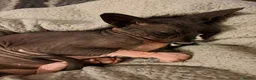 Sphynx cats for sale: Sad rehoming of our Sphynx cat  in Fareham - Advert 1