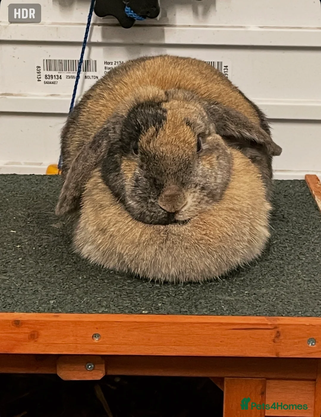 Mixed Breed rabbits for sale: Two stunning house rabbits  - Advert 5