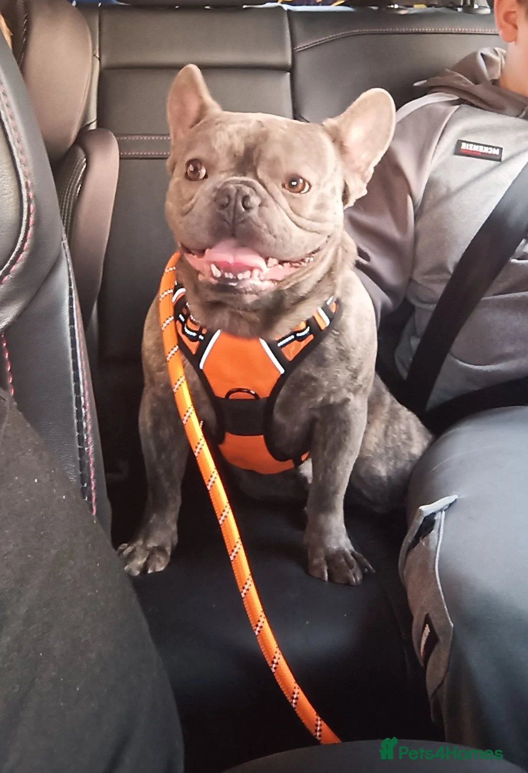 French Bulldog dogs for sale:   Bam in Wigan - Advert 7