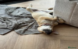 Mixed Breed dogs for sale: Playful 7 Month Pup Looking for Her Forever Home - Image 3