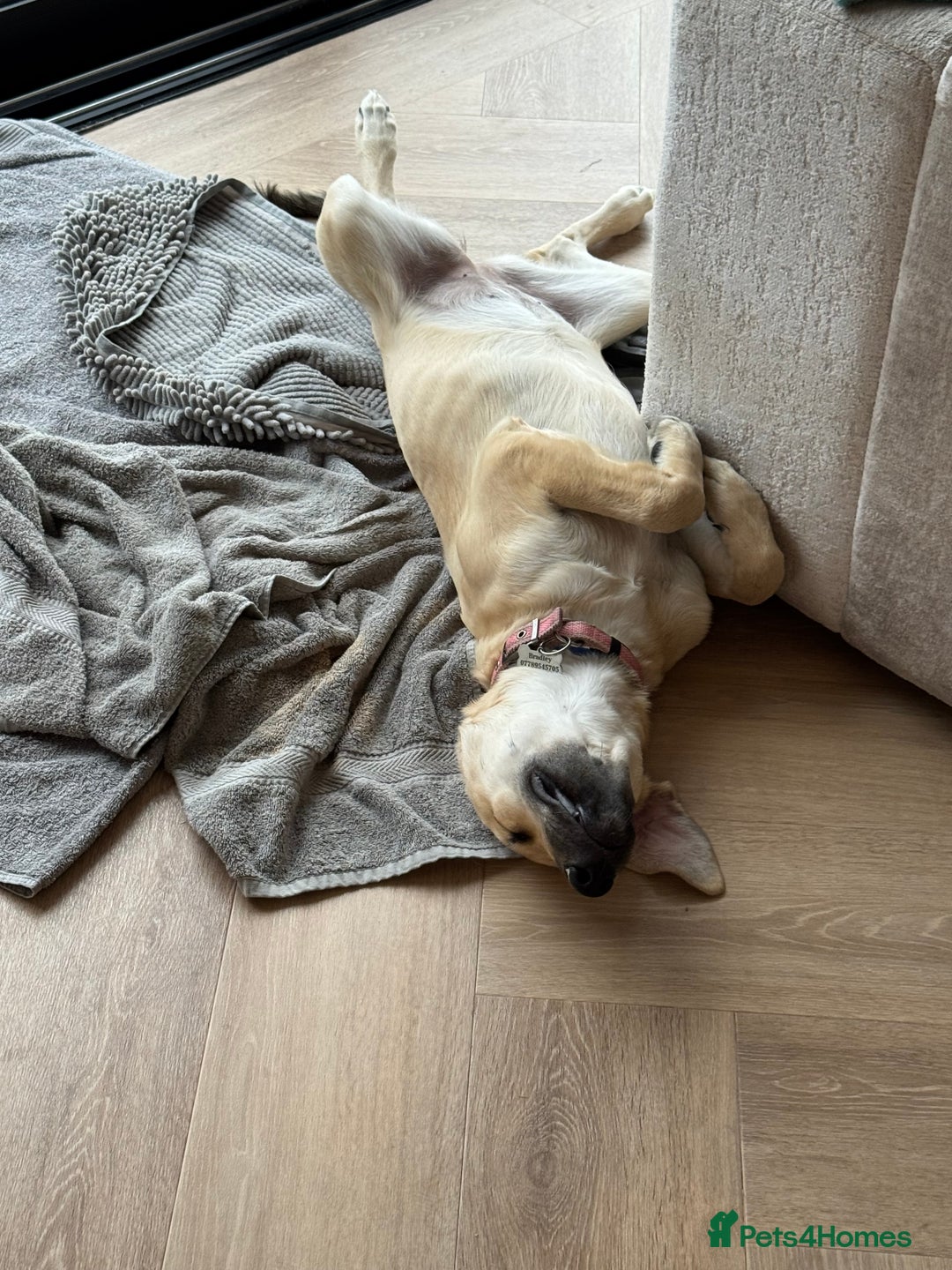 Mixed Breed dogs for sale: Playful 7 Month Pup Looking for Her Forever Home - Image 3