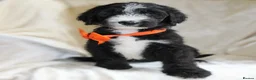 Sheepadoodle dogs for sale: F1 Sheepadoodle Puppies | 5* Licensed Breeder - Advert 28