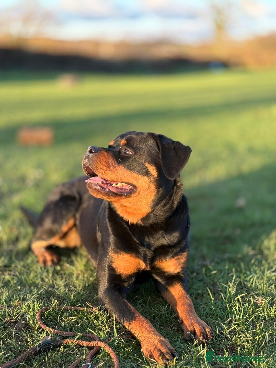 Rottweiler dogs for sale: Trained 20 month female champ pedigree Rottweiler  - Advert 6