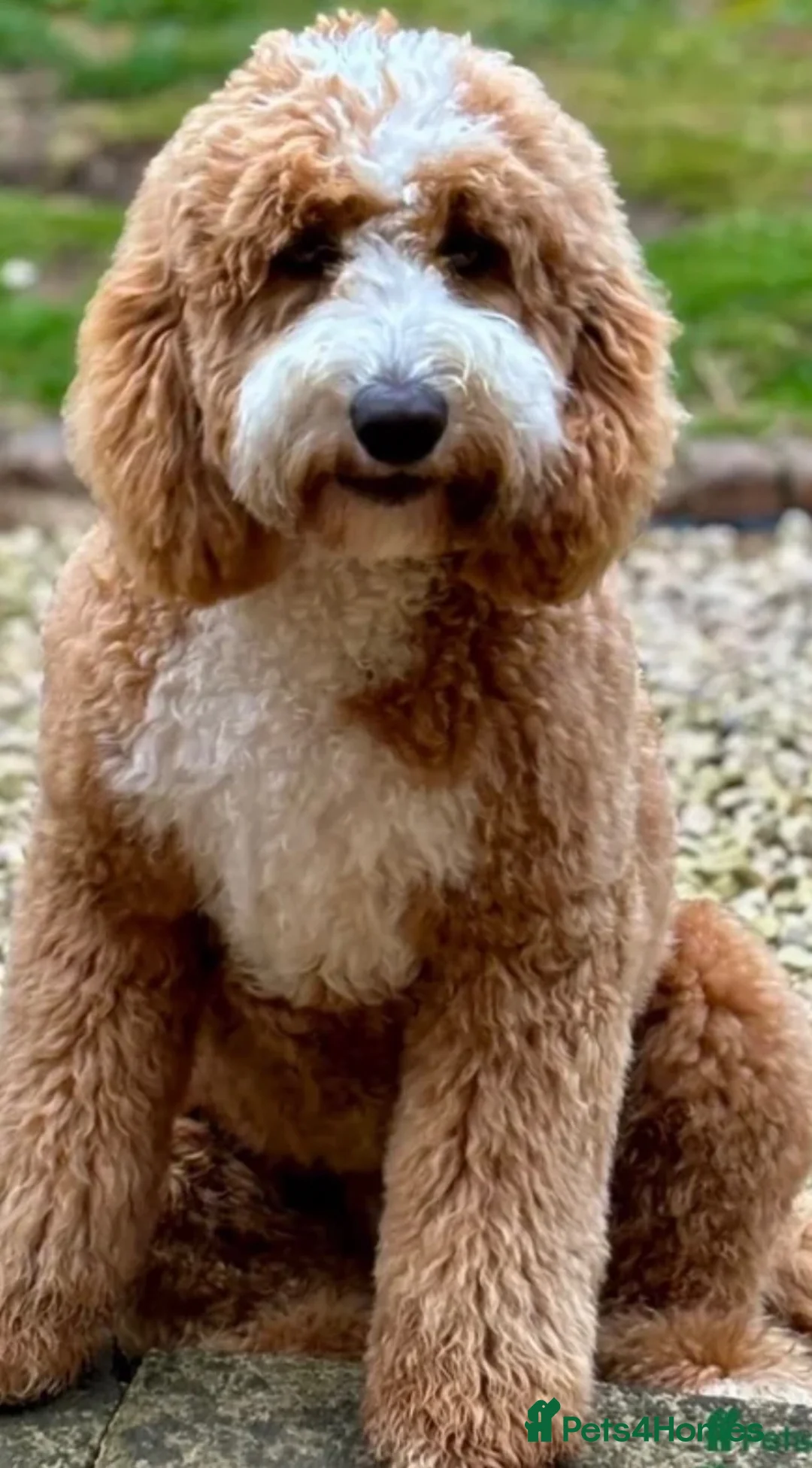 Australian Labradoodle dogs for sale: Australian labradoodle puppies expected soon. - Advert 7