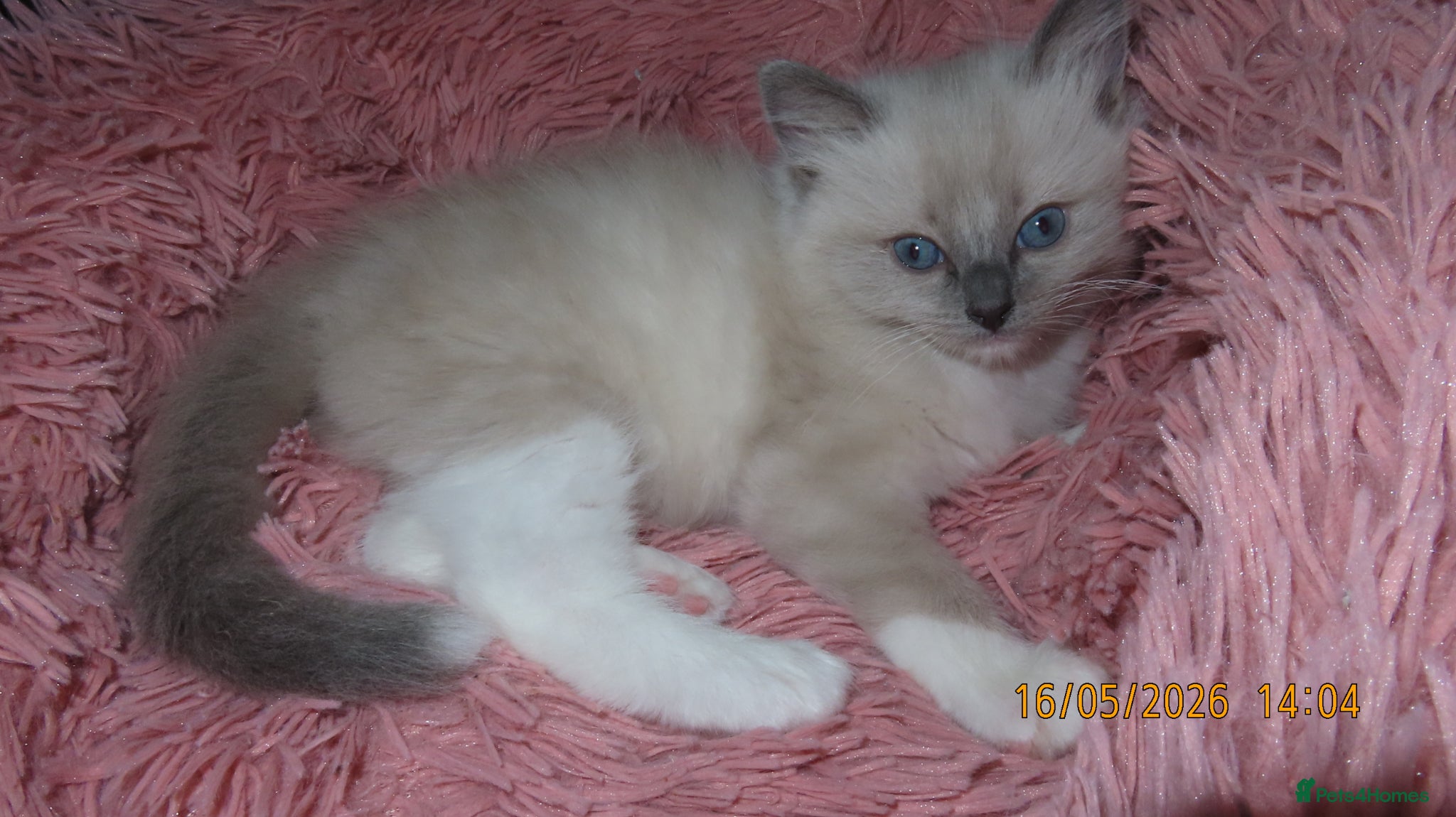 Ragdoll cats for sale: Beautiful Blue Point Mitted Ragdoll Boy in Banbury - Advert 12